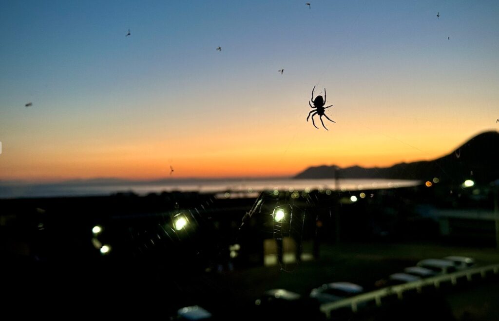 夕焼けに蜘蛛