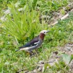 コムクドリ　オス