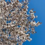 豊浦町の桜