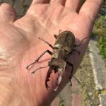 ミヤマクワガタ