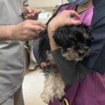 狂犬病注射