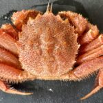 噴火湾の毛ガニ
